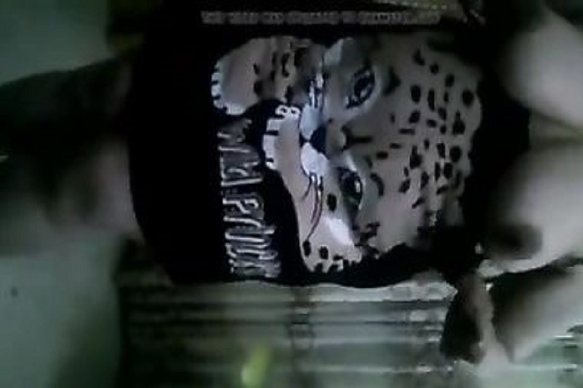 لبوة بقميص تايجر تقلع وتستعرض لحمها وبزازها